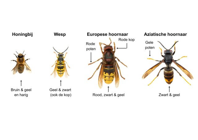 Overzicht met uiterlijke kenmerken van de Honingbij, Wesp, Europese hoornaar en Aziatische hoornaar