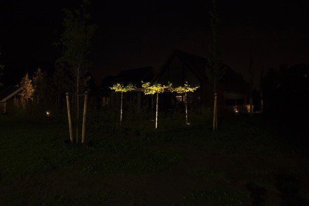 Tuin in het donker, drie bomen zijn verlicht.