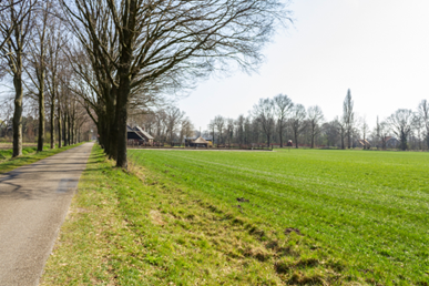 Paardenbak in open gebied.