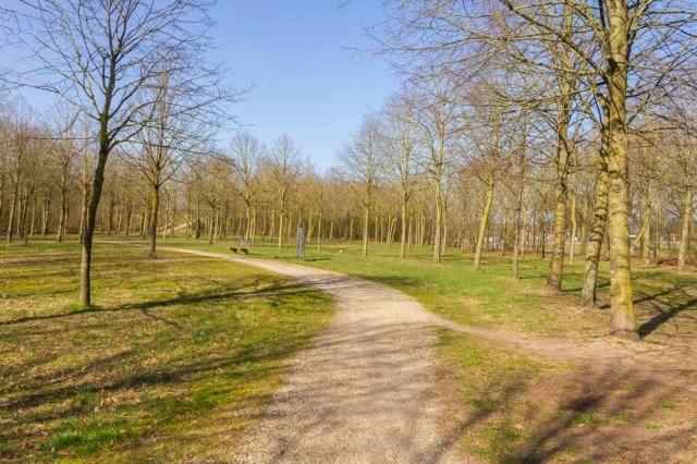 Een park met hoge bomen.