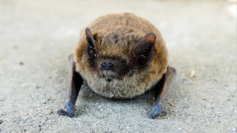 Foto van een vleermuis