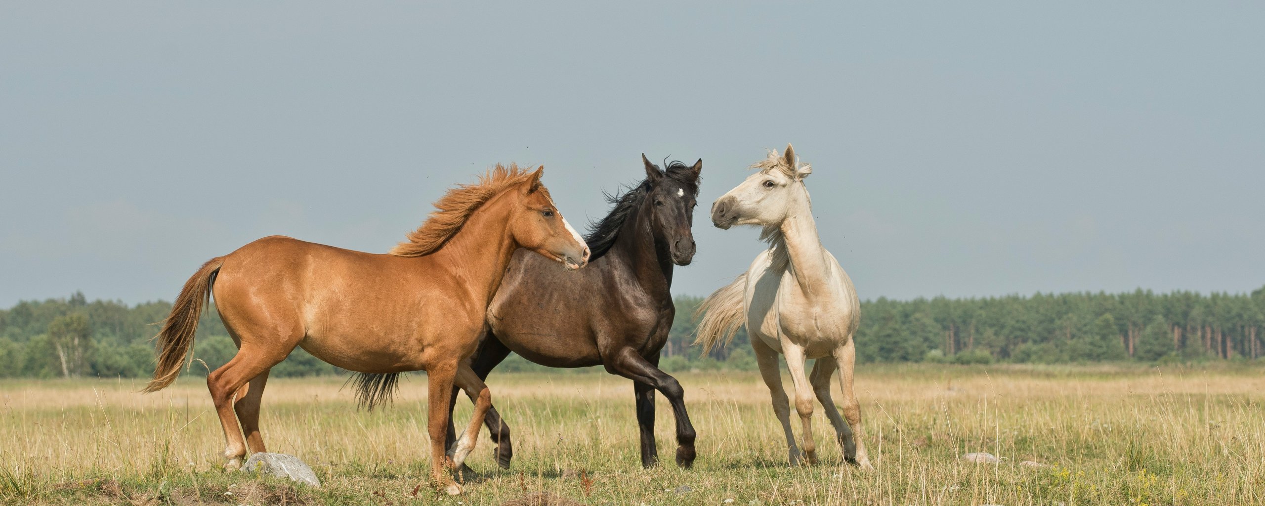 Paarden in de wei