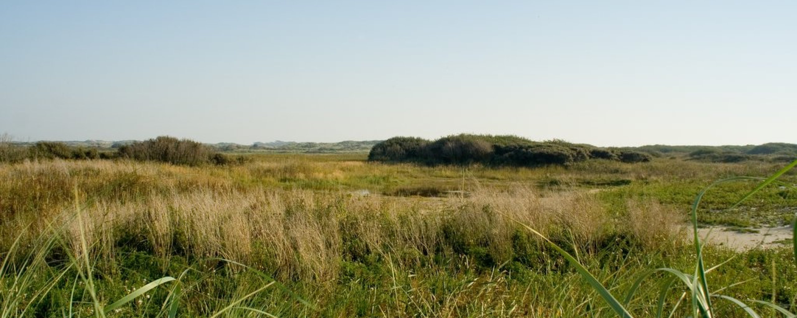 Natuur op Ameland