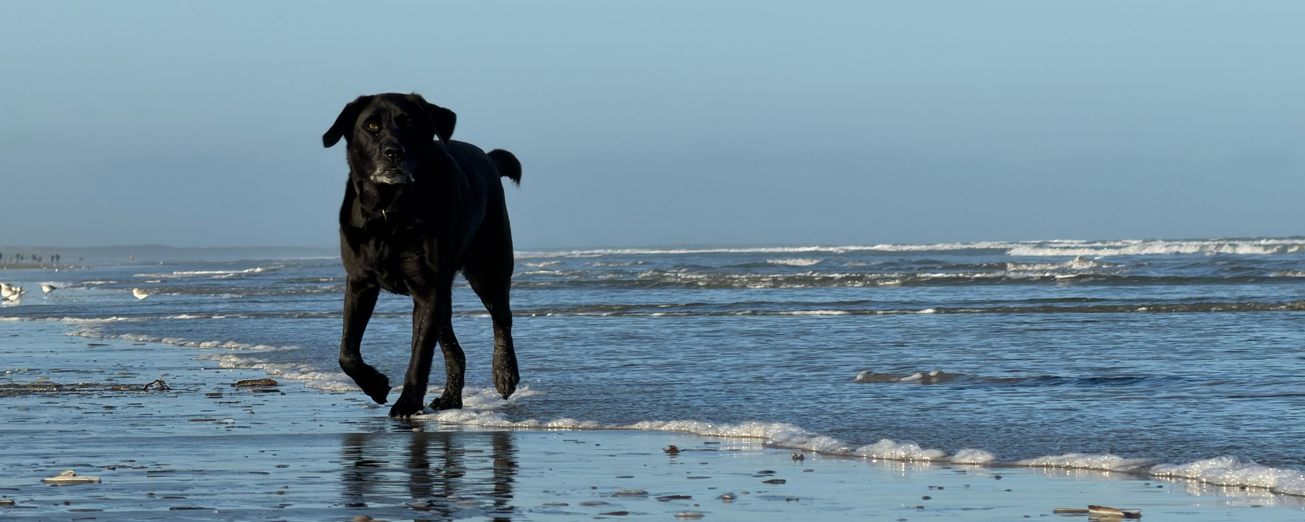 Hond op het strand