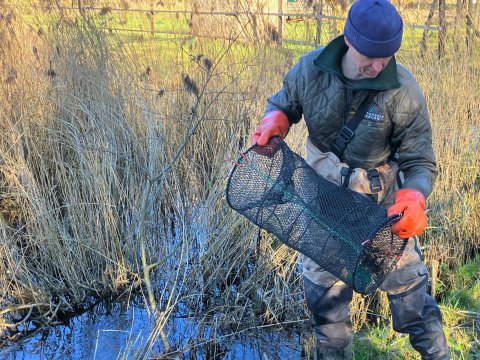 Fuik voor monitoring rode Amerikaanse rivierkreeft.
