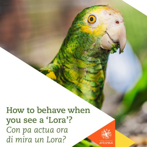 Lora ta protegi pa ley