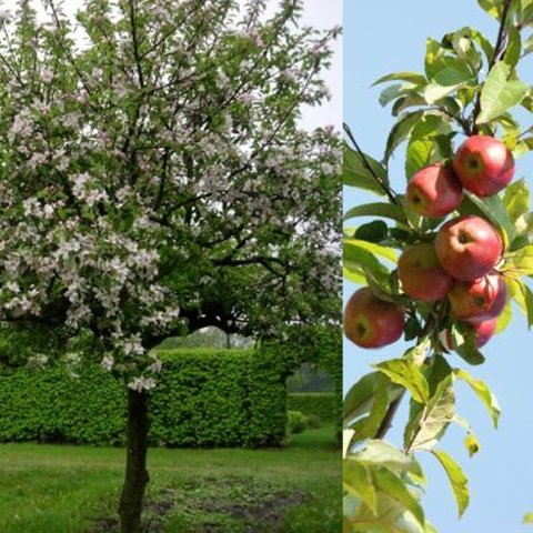 links de elstar als volledig boom met lichtroze bloesems, rechts een close-up van elstar appels