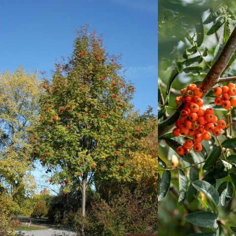 links de lijsterbes als volledig boom, rechts een close-up van de oranje besjes