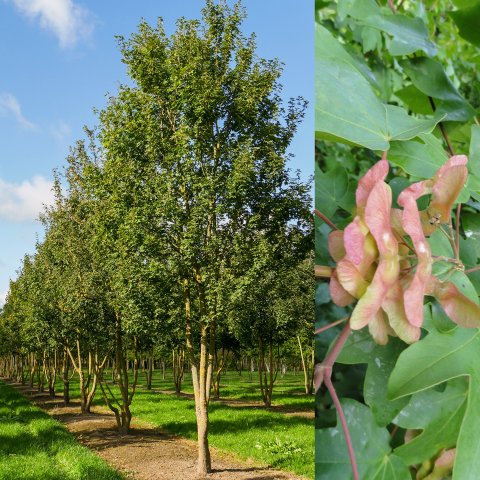 links de veldesdoorn als volledig boom, rechts een close-up van de roze bloesem