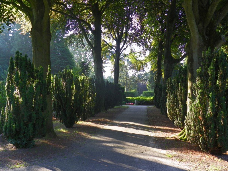Toegangspad Nieuwe Algemene Begraafplaats met aan weerszijden bomen