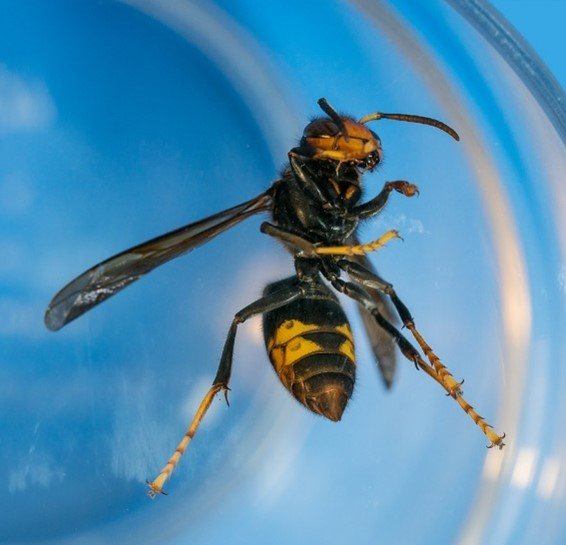 Een voorbeeld van een Aziatische hoornaar. Kenmerken: ongeveer 3 cm groot. Herkenbaar aan gele poten en gele ringen in het achterlijf met een geel puntig uiteinde.