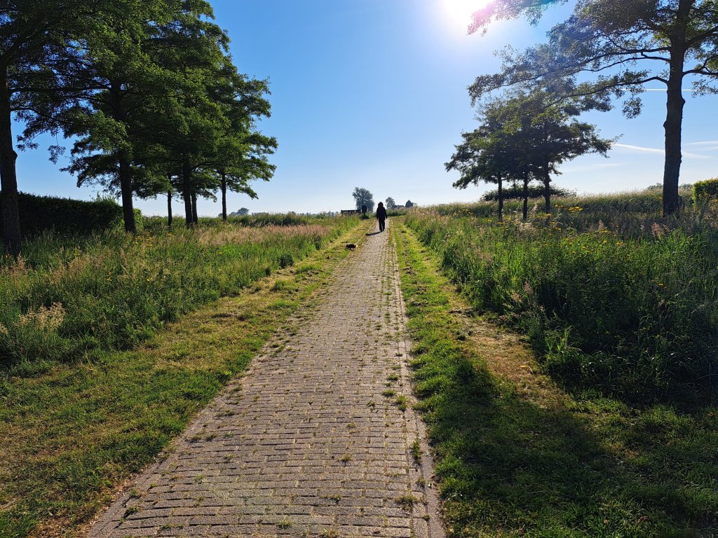 Berm die direct langs de weg tot een halve meter gemaaid is, maar 1 meter daarnaast hoog gras heeft met weidebloemen
