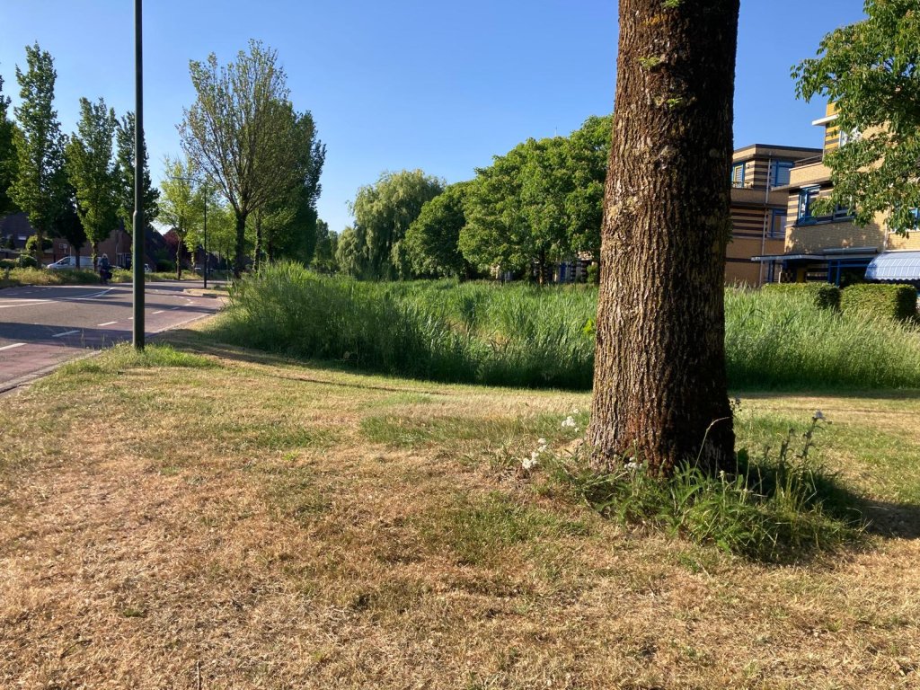 Gemaaid grasveld met hoog gras rond boom