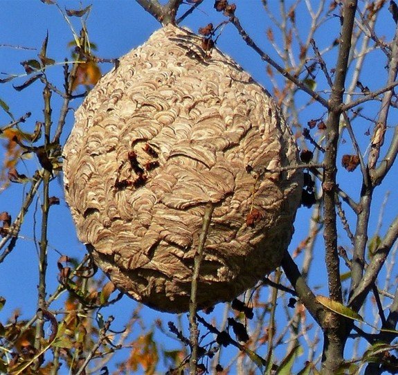 Een zomernest van een Aziatische hoornaar met een grootte van 40-60 cm. Hangt hoog in de boom aan een tak. De vorm is rond met bovenaan een punt. De kleur is gemêleerd lichtbruin. De buitenkant heeft een ongelijkmatige structuur.