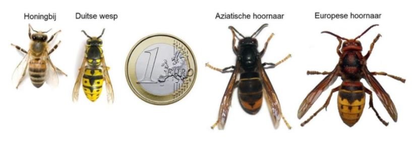 Van links naar rechts: 1. een honingbij met zwartgeel gestreept lijf. 2. Een Duitse wesp die meer geel heeft dan zwart en die een fractie groter is dan de honingbij, namelijk gelijk aan een Euromunt. 3. Een Euromunt. 4. Een Aziatische hoornaar die weer iets groter is dan de Euromunt, die gele poten heeft en een gele band op het achterlijf. 5. Een Europese hoornaar, die nog weer groter is, een veel geler lijf heeft en rode poten.