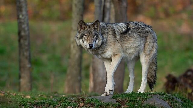 wolf  in de natuur