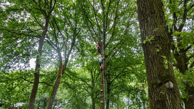 Kinderen klimmen in bomen tijdens het Houthakkersfeest van Nazomers Genieten