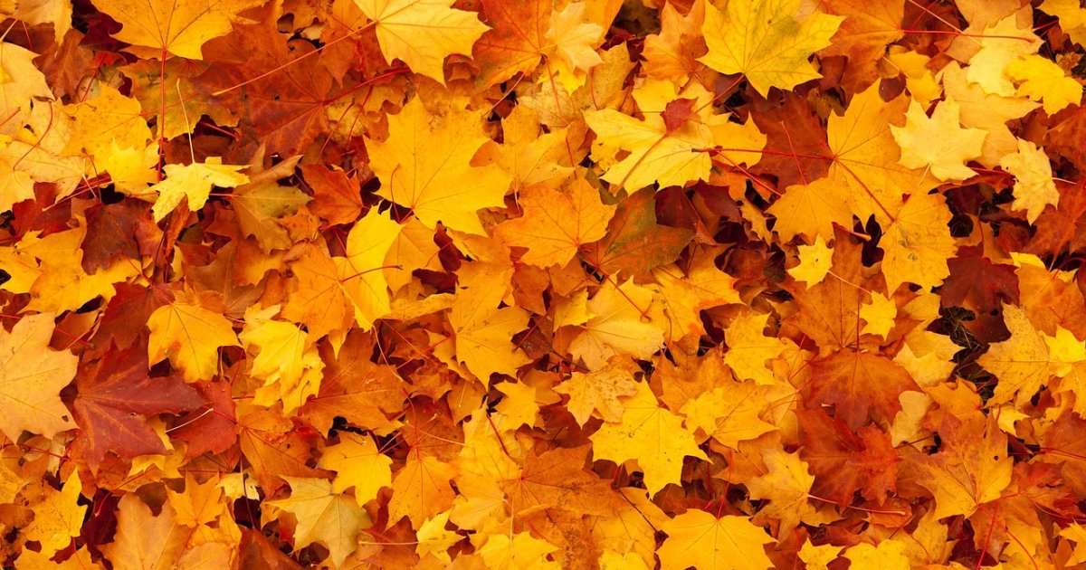 Groenonderhoud - Herfst in Beekdaelen