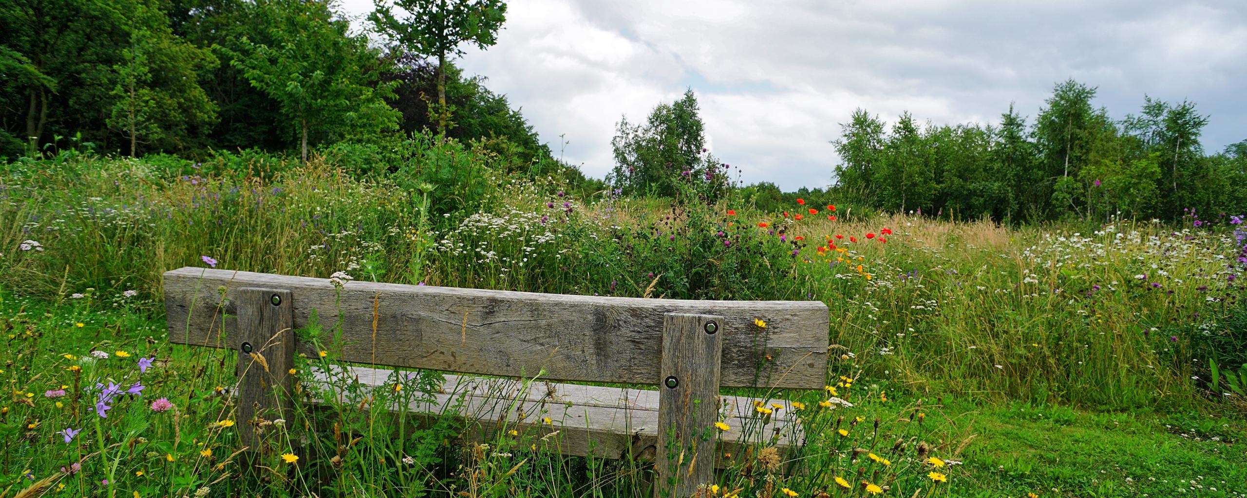 foto van bank op de natuurbegraafplaats