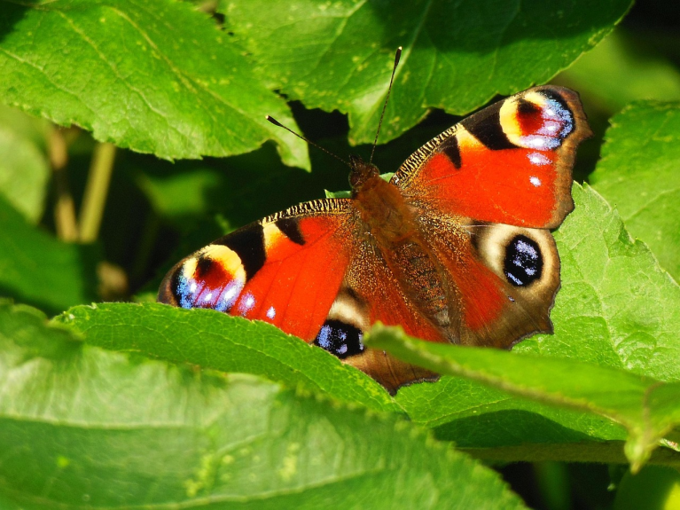 Dagpauwoog op blad