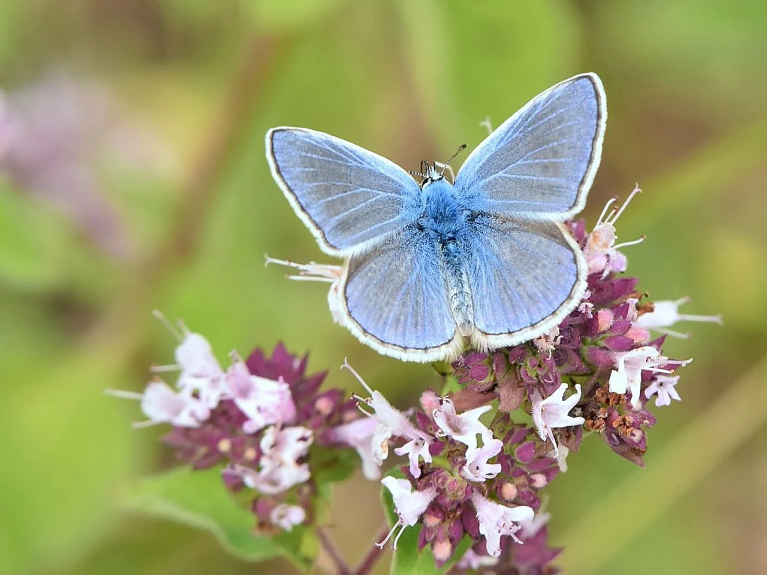 Icarus Blauwtje op bloem