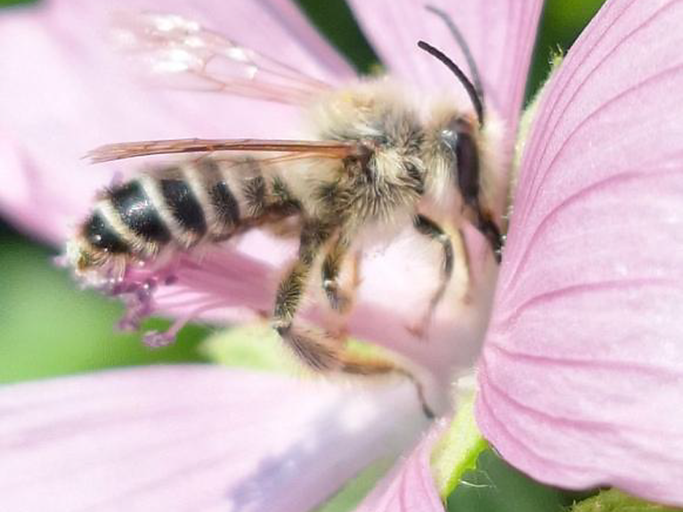 Pluimvoetbij op bloem