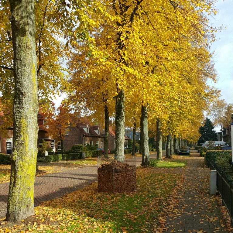 Bladkorf staat bij een boom geplaatst