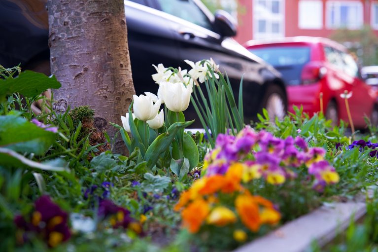 Planten in een bak bij een boom in een woonwijk