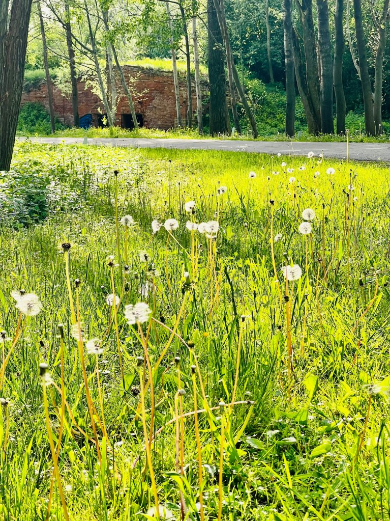 Grasveldje met paardenbloemen.