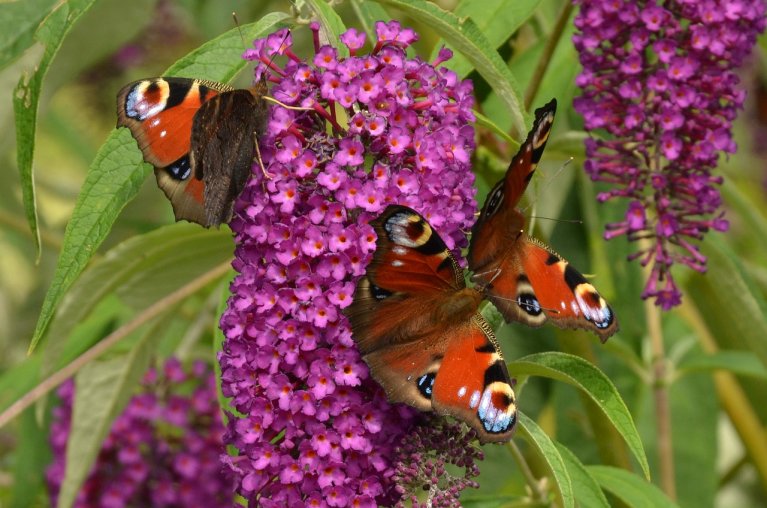 Vlinders zitten op een struik met bloemen