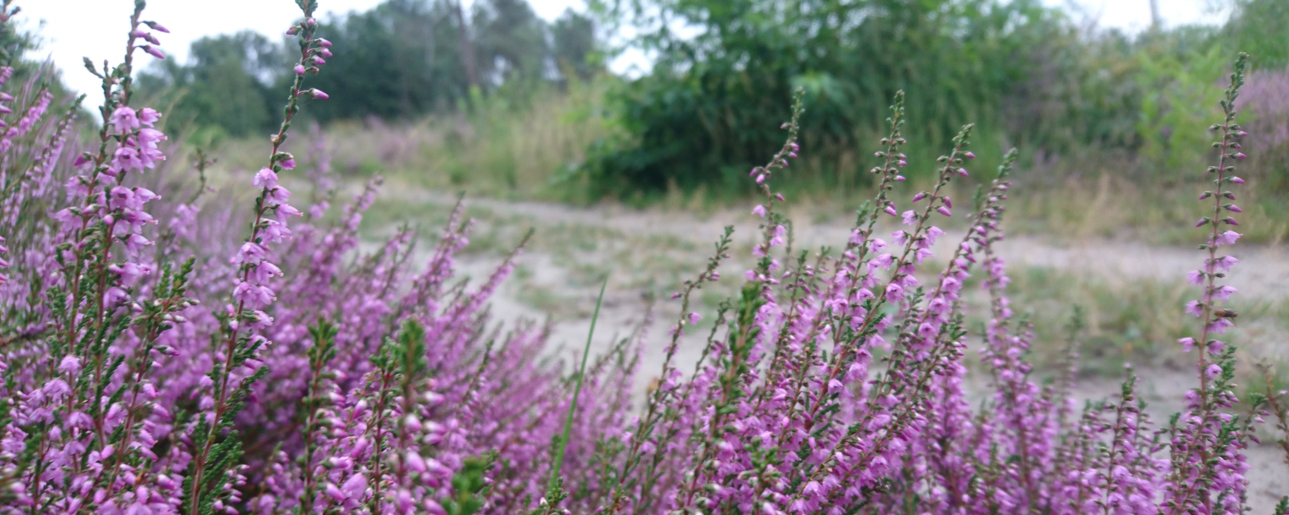 Heide in bloei, natuurgebied Stevenbergen, Luyksgestel