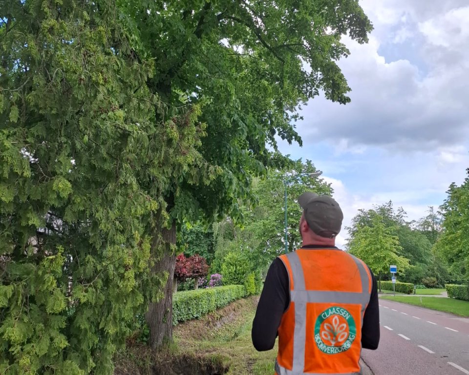 Man in hesje staat een grote boom te inspecteren