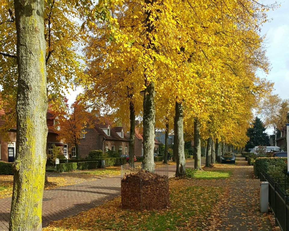Straat met bomen en een bladkorf