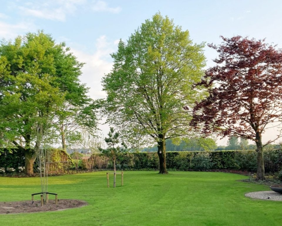 Bomen in een tuin