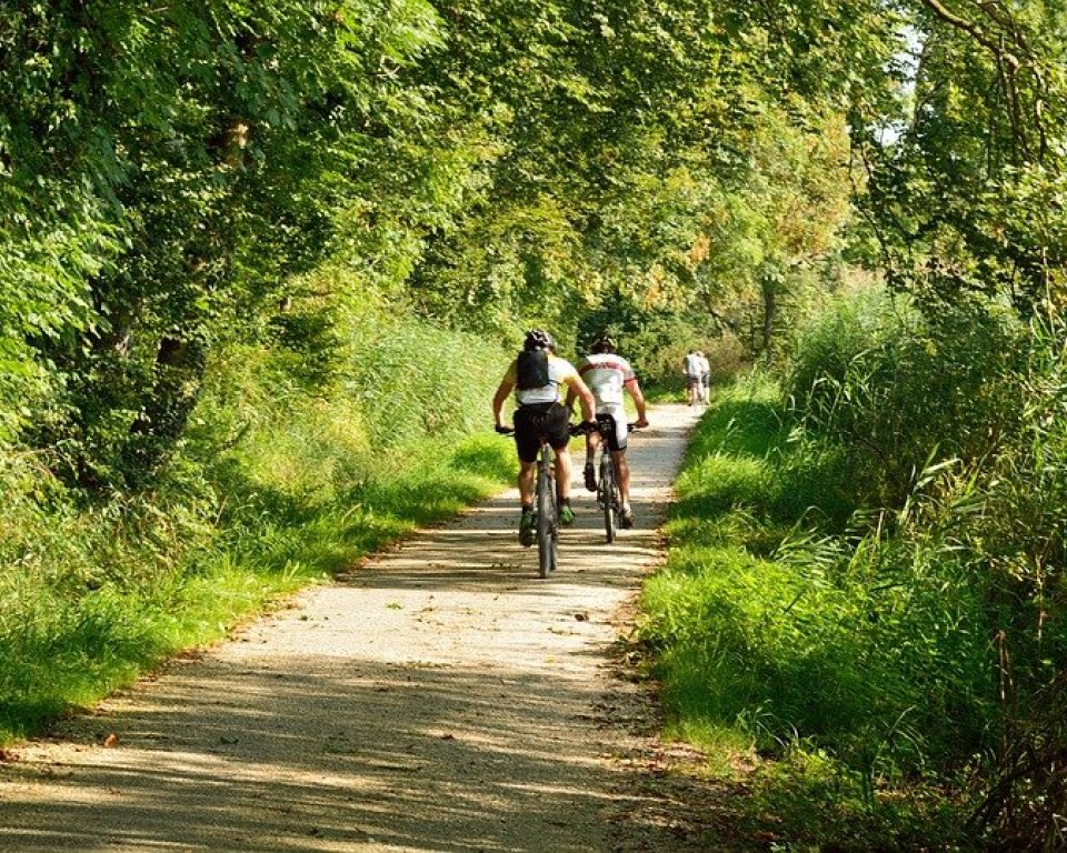 Fietsers in het bos