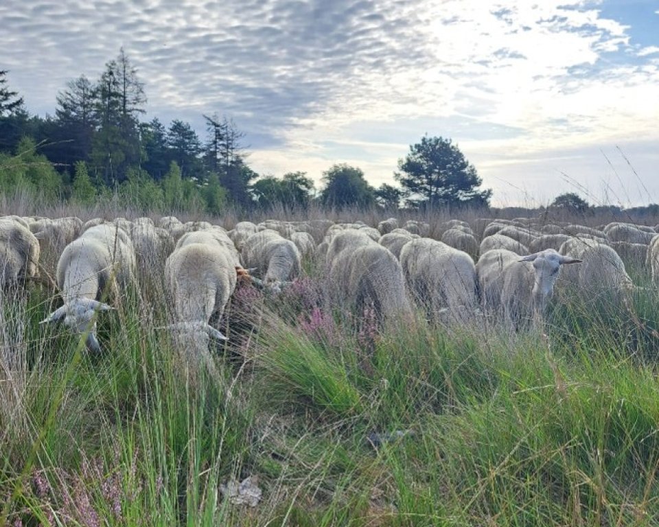 Schapen die grazen