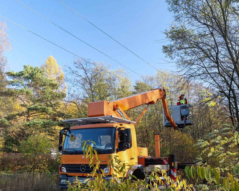 Snoeien van bomen