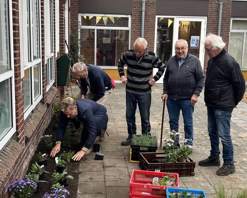 Wethouder Mathijs Kuijken en oudere mannen planten bij het Aquinohuis plantjes