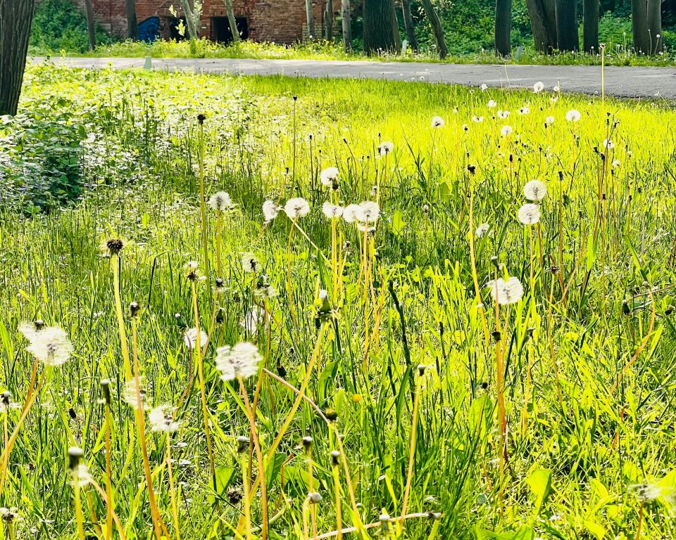 Grasveldje met paardenbloemen.