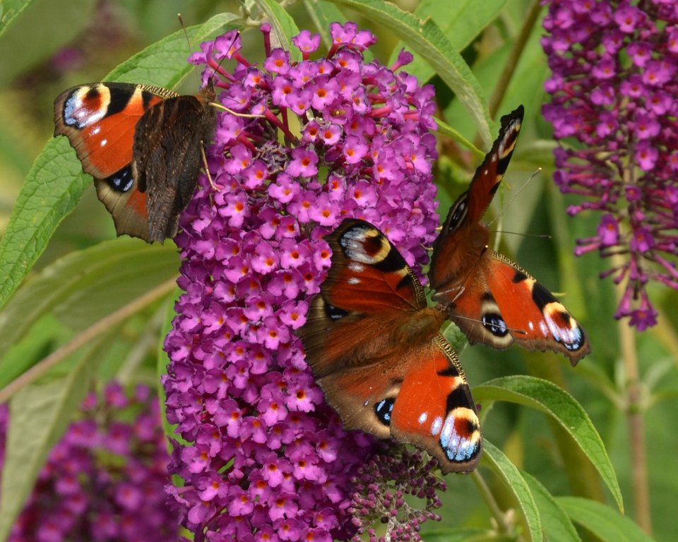 Vlinders zitten op een struik met bloemen
