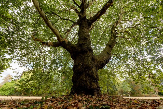 Oude boom in het Ploegpark Bergeijk