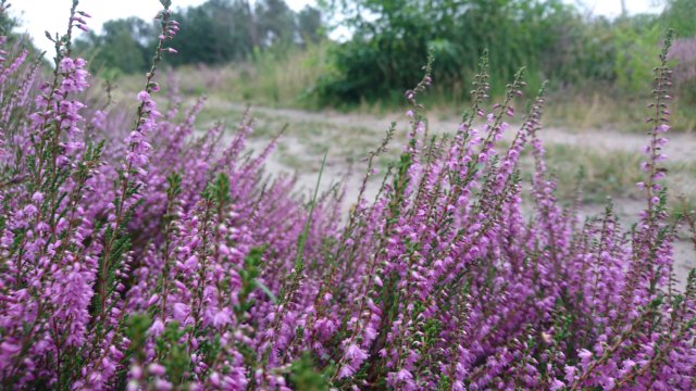 Heide in bloei, natuurgebied Stevenbergen, Luyksgestel