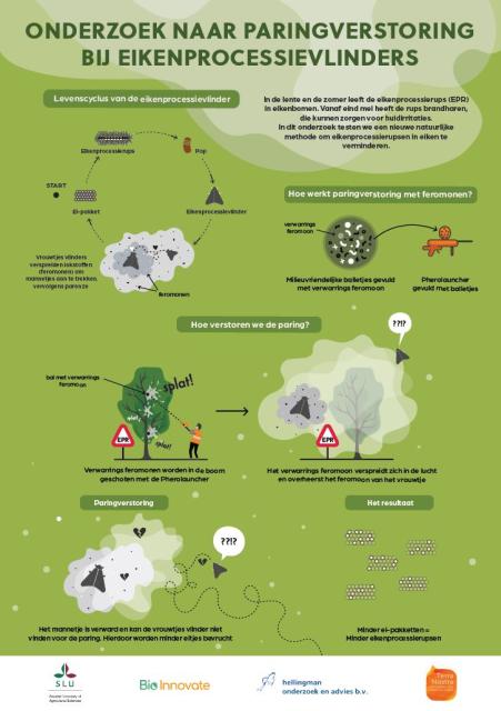 Infographic onderzoek naar paringverstoring bij eikenprocessievlinders