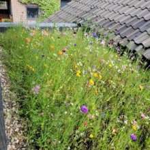Daktuin met paarse, gele en witte bloemen. Rechts het dak. 