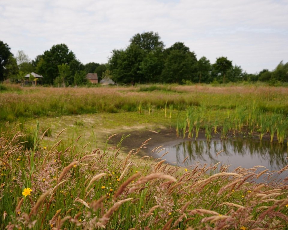 Landschap met rietstengels op de voorgrond en rechts een klein meertje.