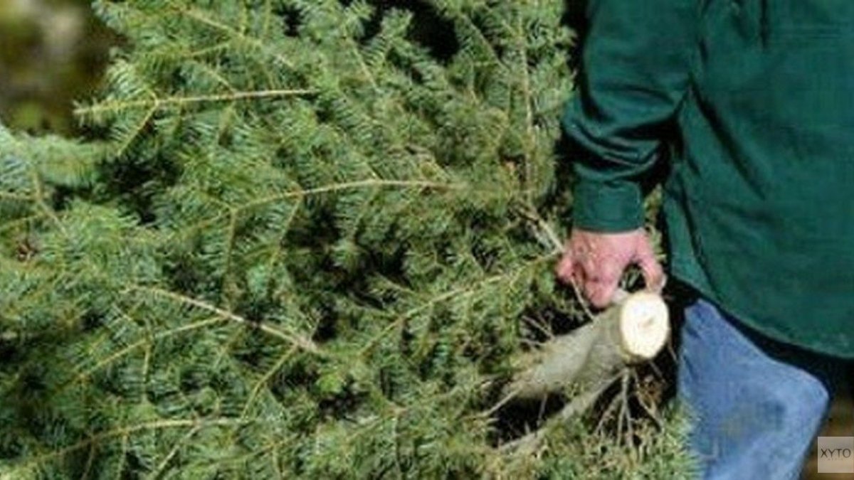 Kerstboominzameling 2026