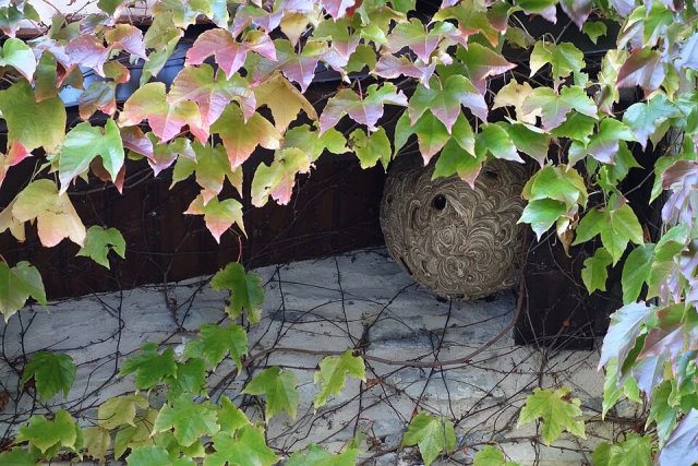 Nest van de Aziatische hoornaar