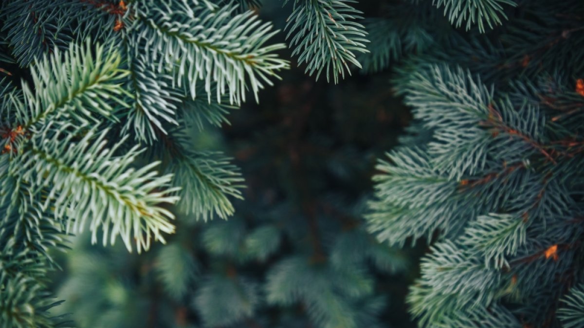 Inzameling Kerstbomen 2026