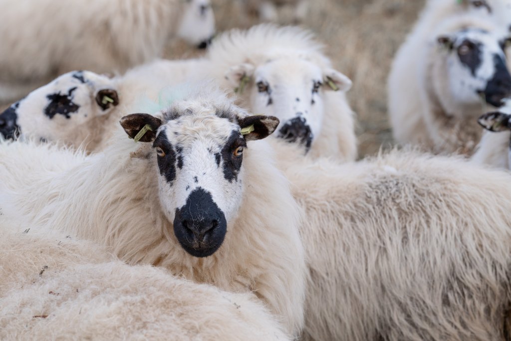 De schapen van Marleen met hun zwarte snoetjes