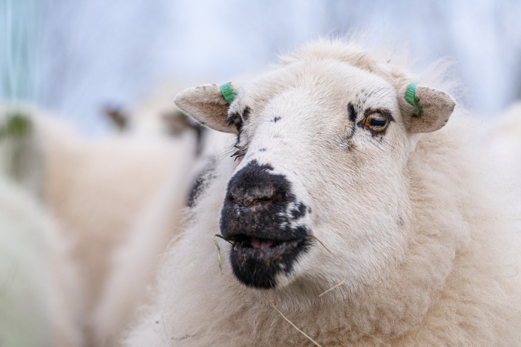 Een schaap van Marleen